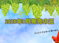 2025年9月　ボウリングボール