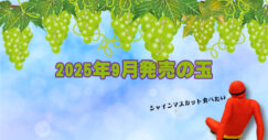 2025年9月　ボウリングボール